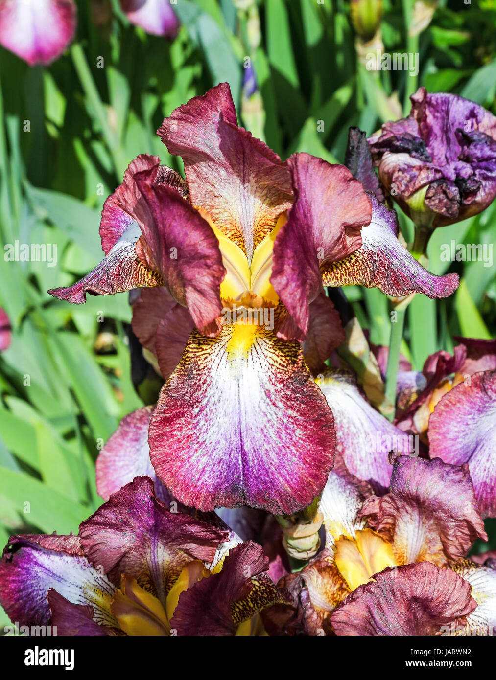 Tall Bearded Iris flower 'Bruno' England UK Stock Photo