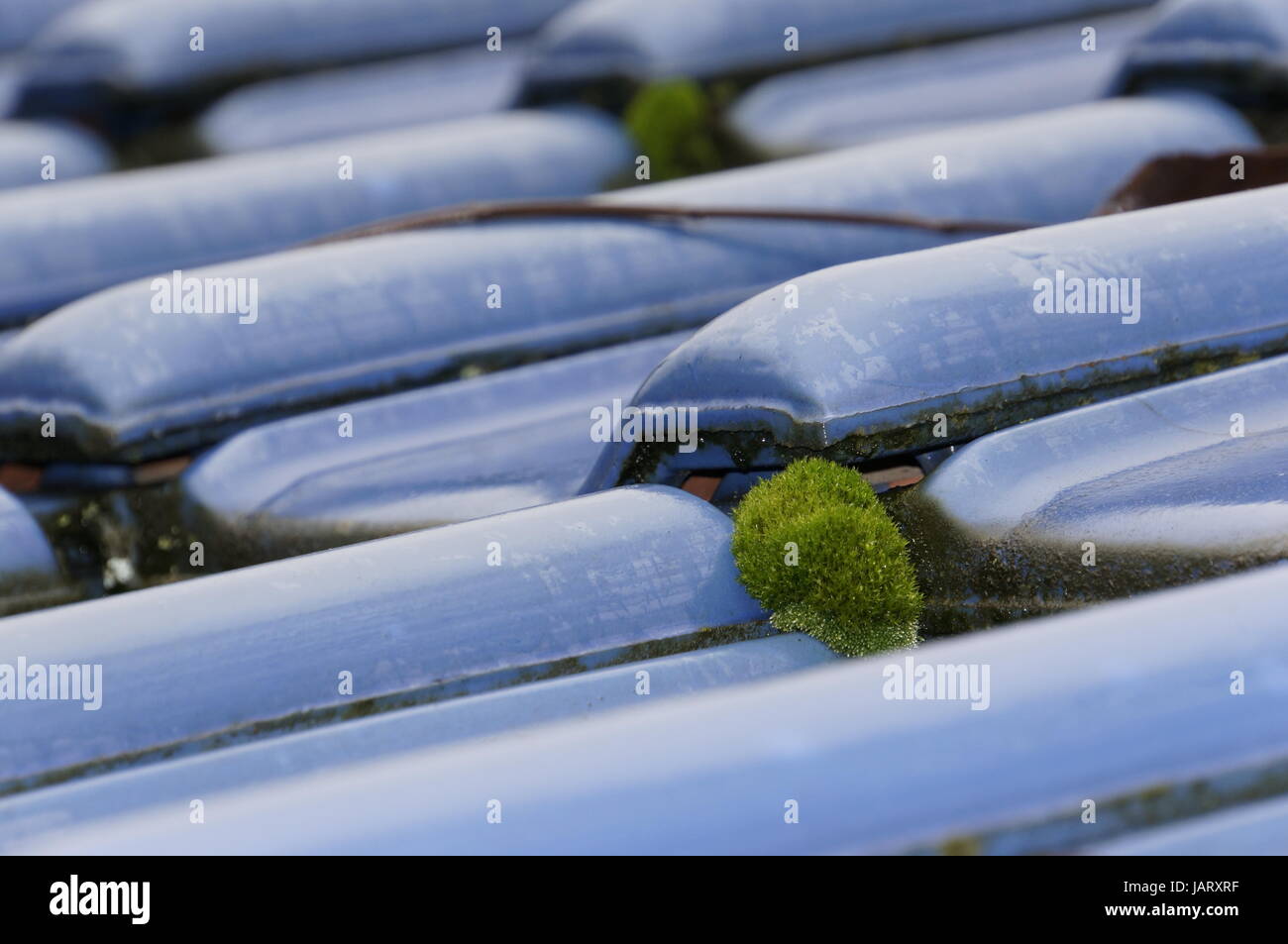 Moos auf blau glasiertem Ziegeldach Stock Photo