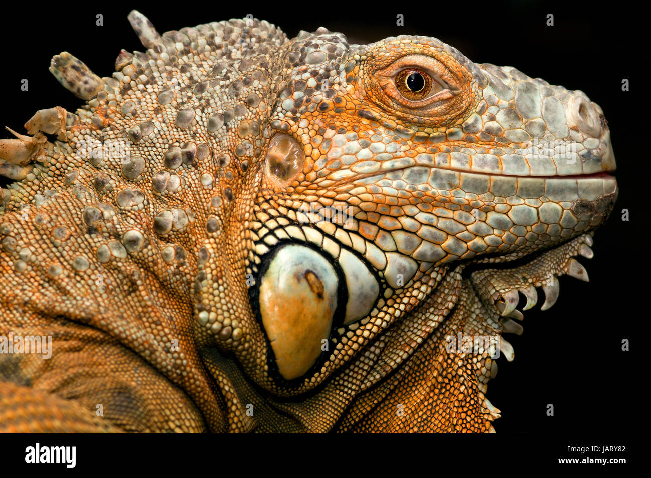 green iguana Stock Photo