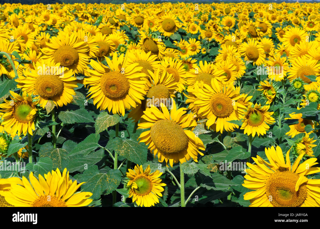 Beautiful blooming field of sunflowers under blue sky Stock Photo - Alamy