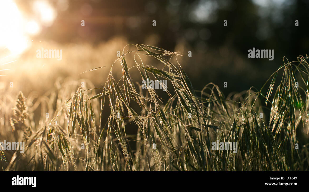 Sun rays in the morning in a forest Stock Photo - Alamy