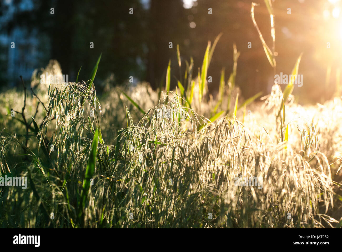 Sun rays in the morning in a forest Stock Photo - Alamy