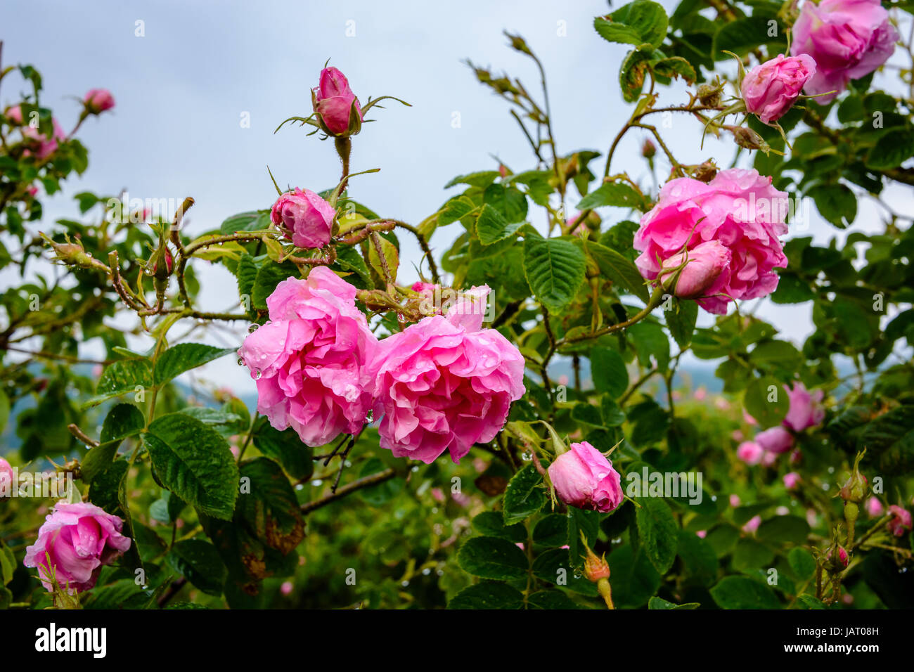 Close up of a Bulgarian rose (Rosa Damascena) near Karlovo Stock Photo -  Alamy