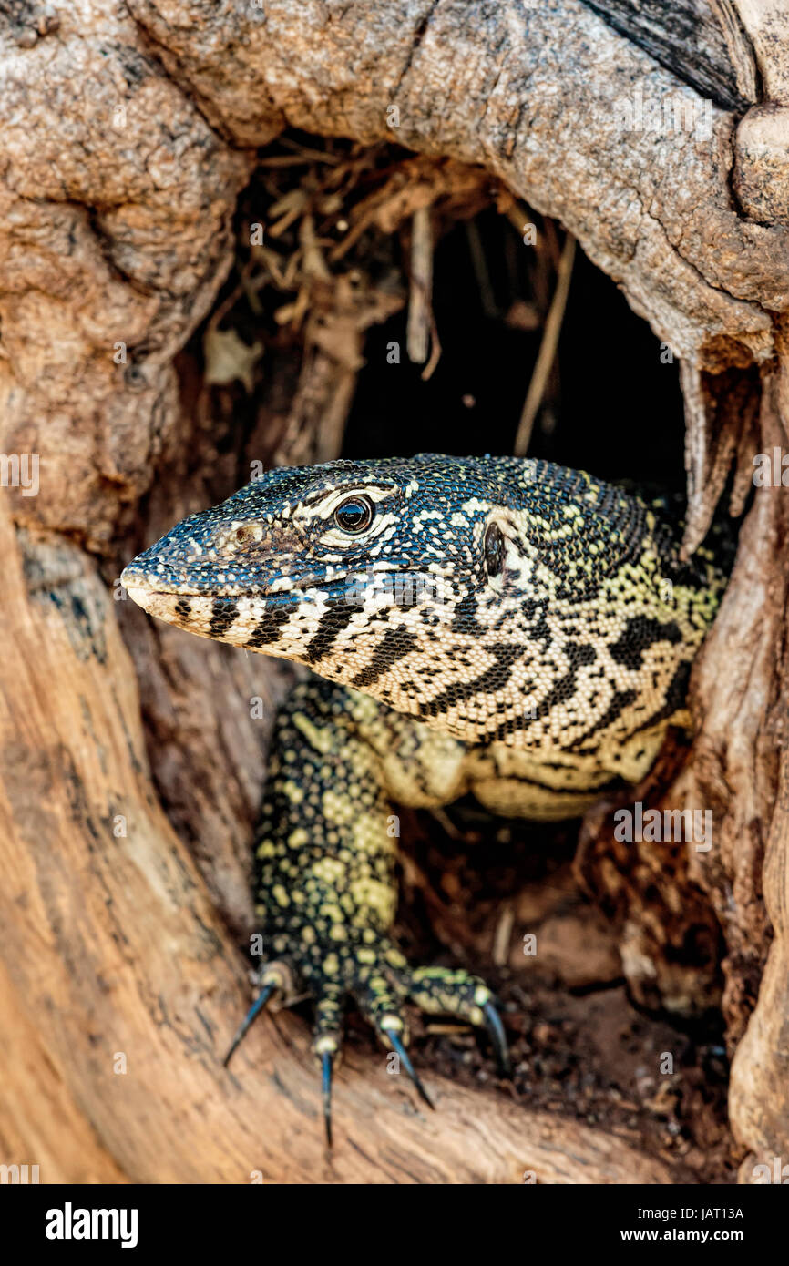 Nile Monitor (Varanus Nilotictus) looking out from an old tree trunk burrow showing his head and claws Stock Photo