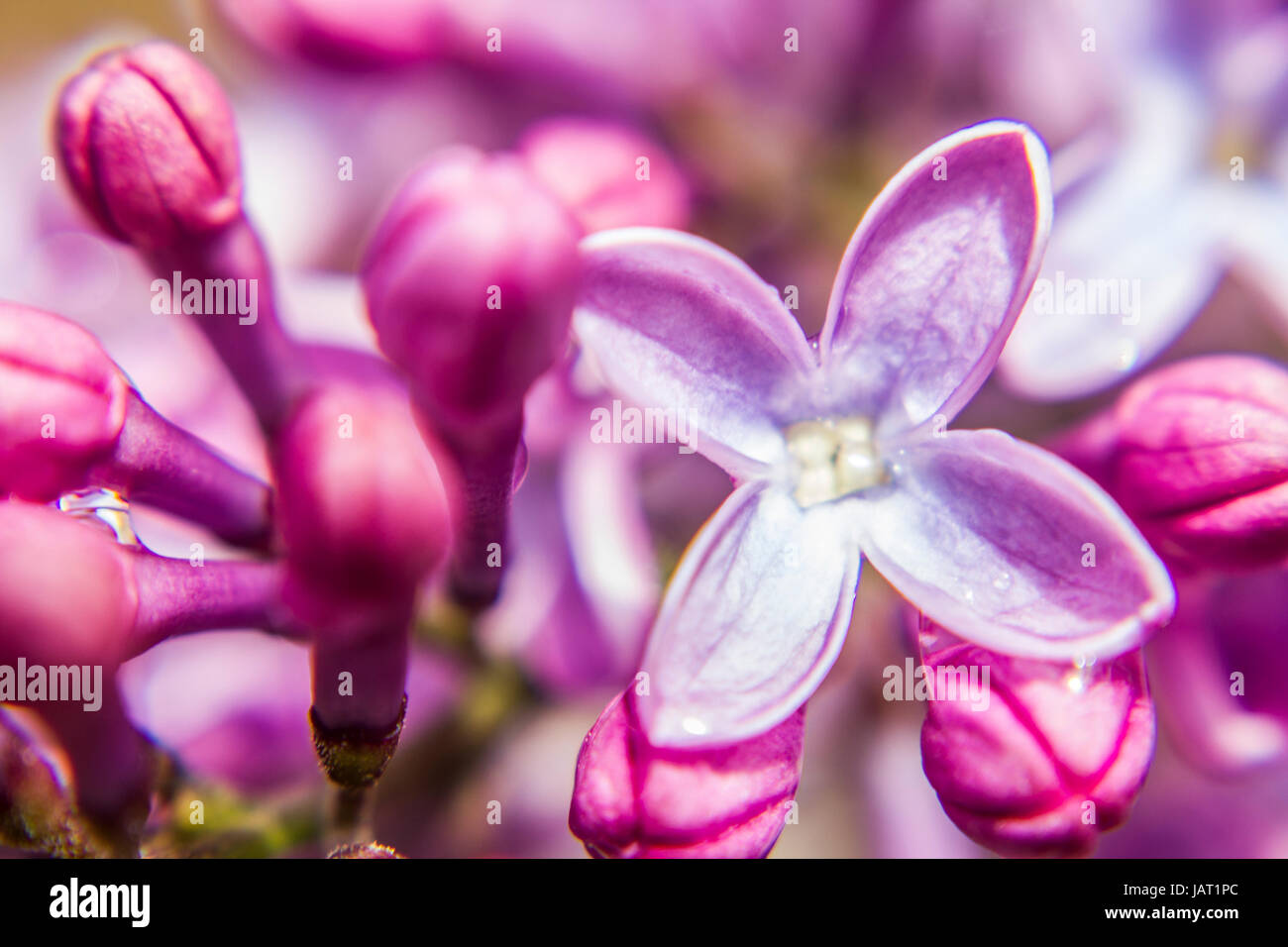Close up shot of a purple flower Stock Photo - Alamy