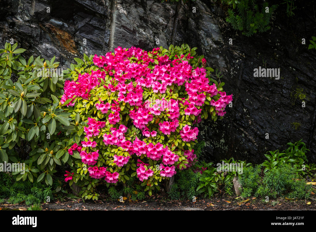 Decorative azalea flowers in Ketchikan, Alaska, USA. Stock Photo