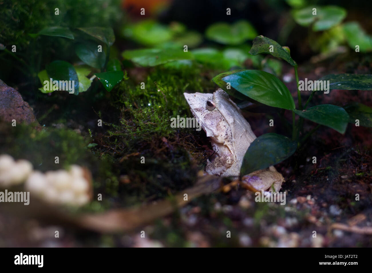 Solomon Island Leaf Frog ceratobatrachus guentheri Stock Photo