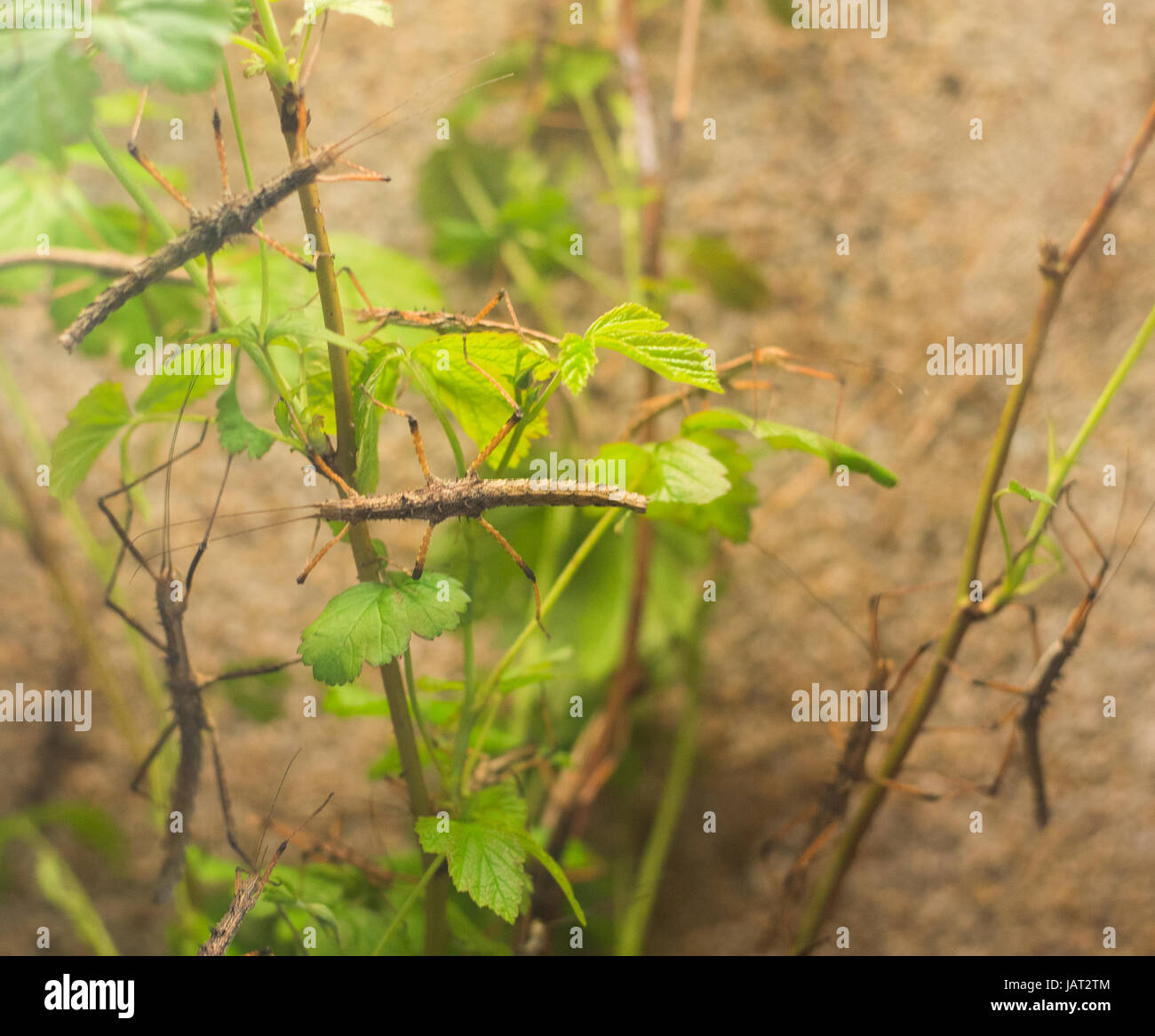 clsoe up on  Phasmatidae on the leaf Stock Photo