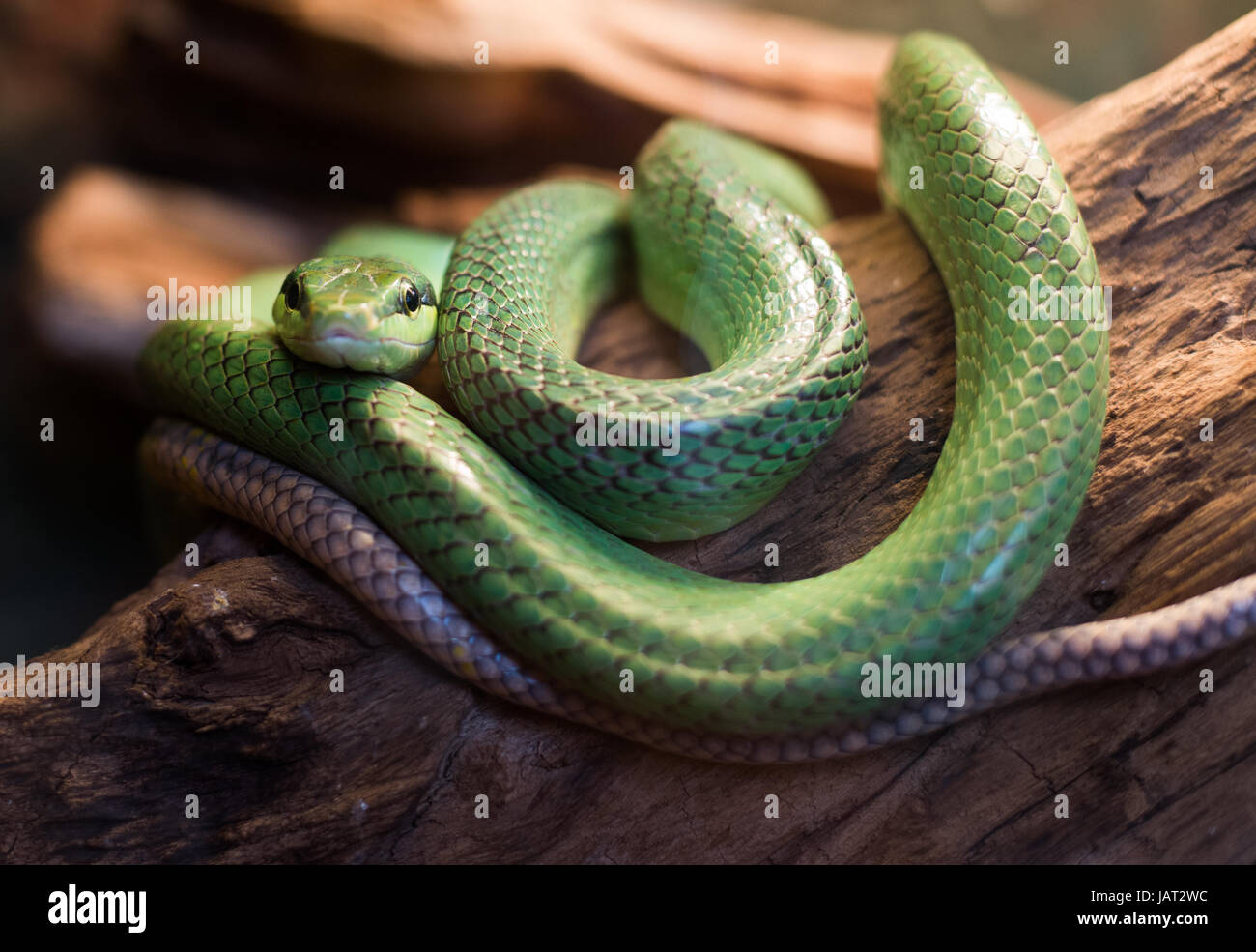red tailed rat snake gonyosoma oxycephalum, close up Stock Photo