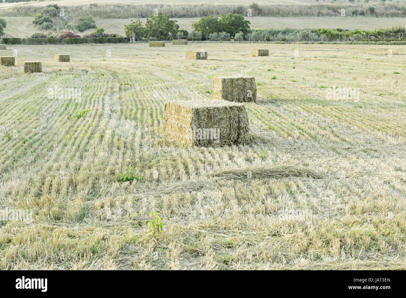 Straw bales in wheat field, nature and landscape Stock Photo - Alamy