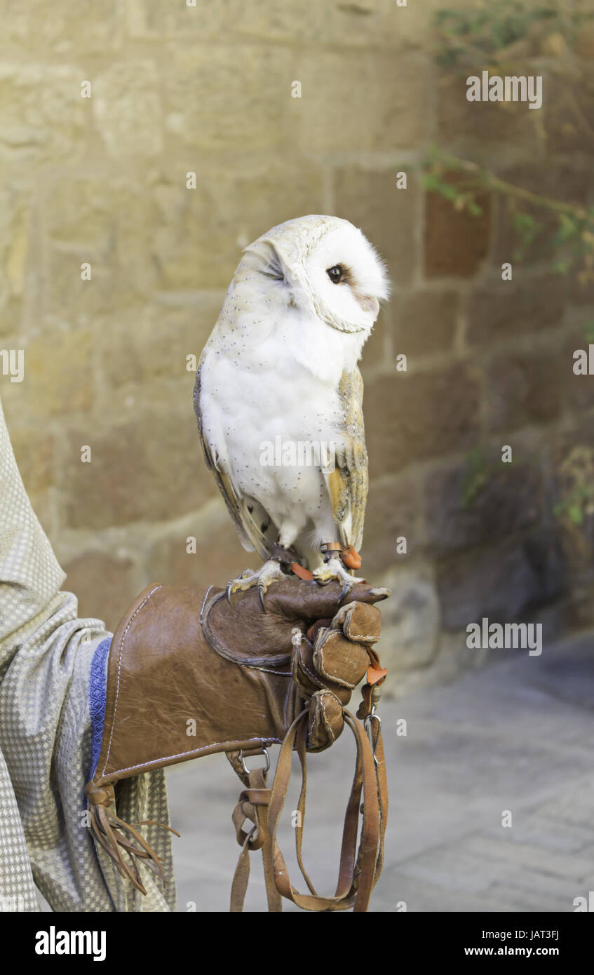 Owl white hunter training class, animals Stock Photo
