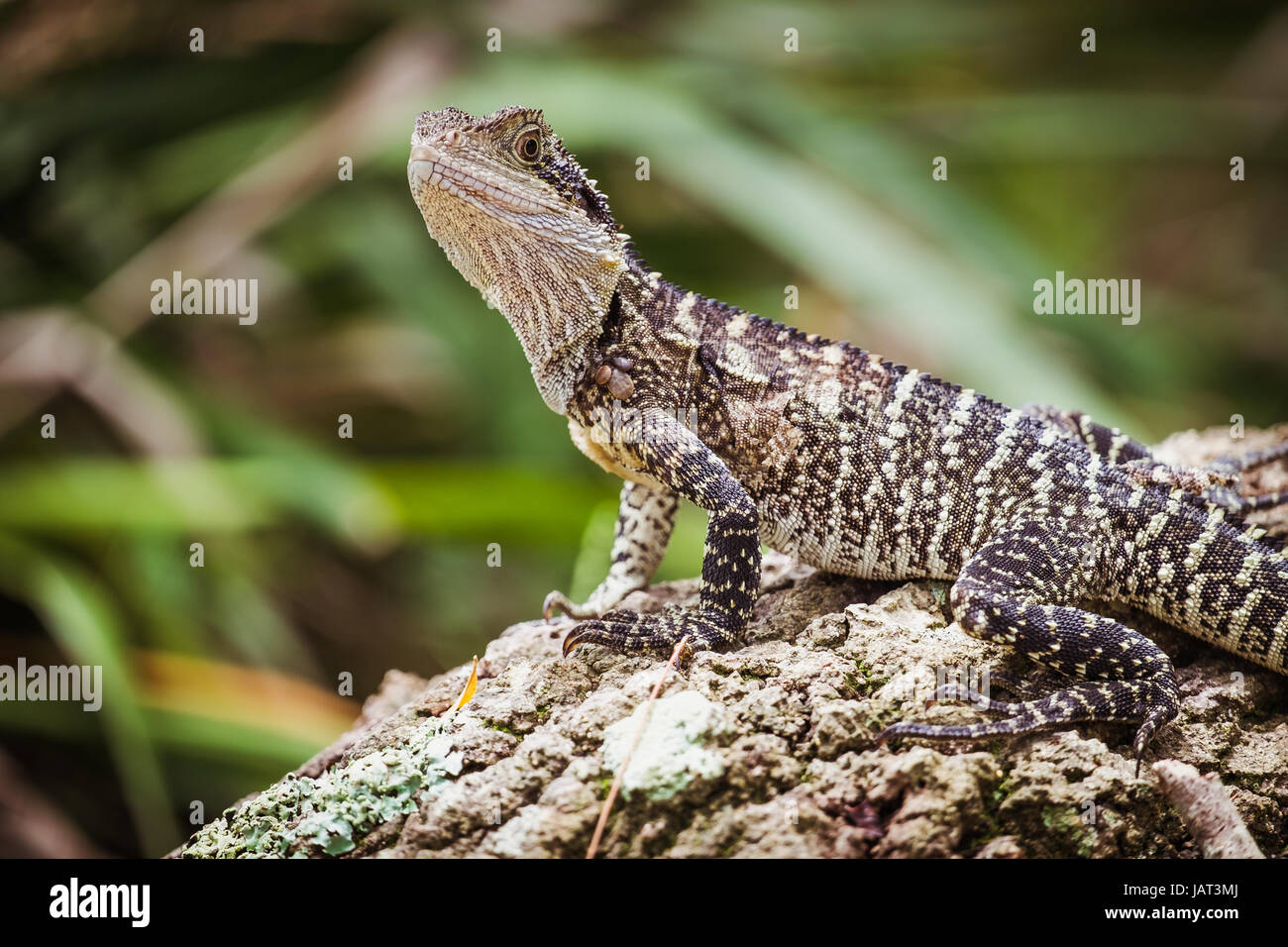Eastern Water Dragon basking in the sunshine on a tree trunk - Manly, Sydney Stock Photo