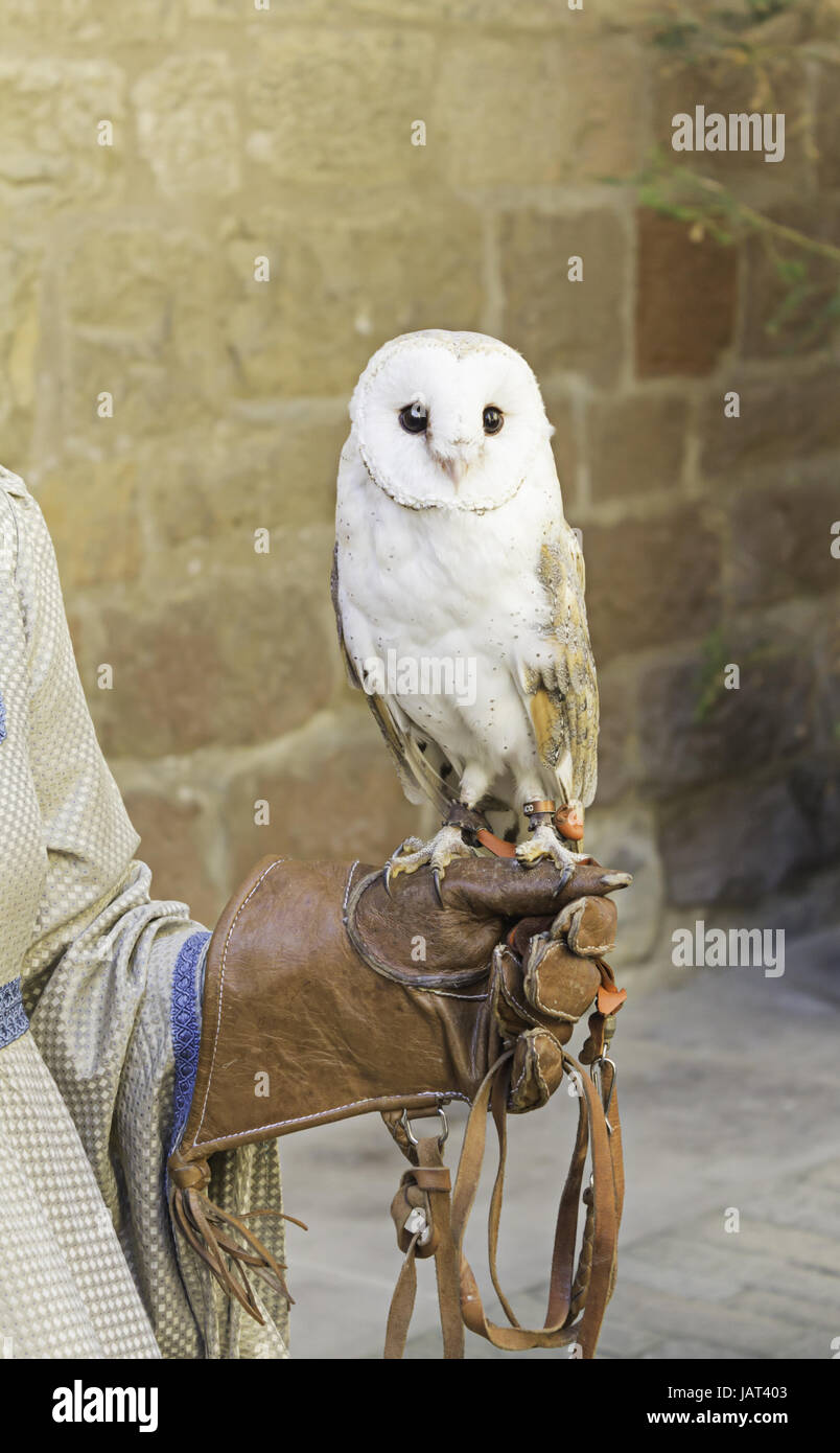 White owl on falconry on a glove, animals and nature Stock Photo
