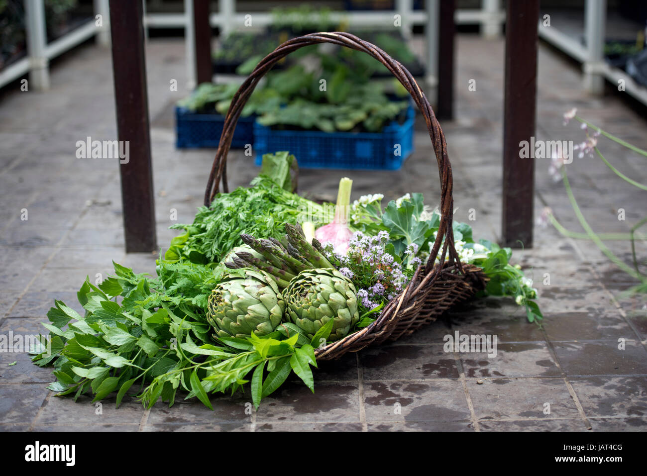 Basket of freshly picked vegetables including artichokes and asparagus