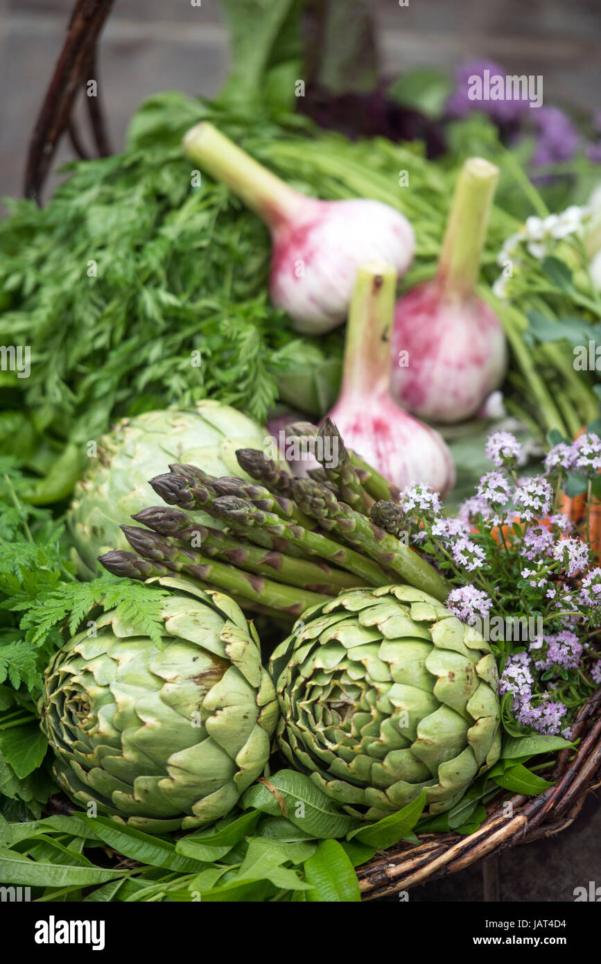 Basket of freshly picked vegetables including artichokes and asparagus in a glasshouse UK Stock Photo