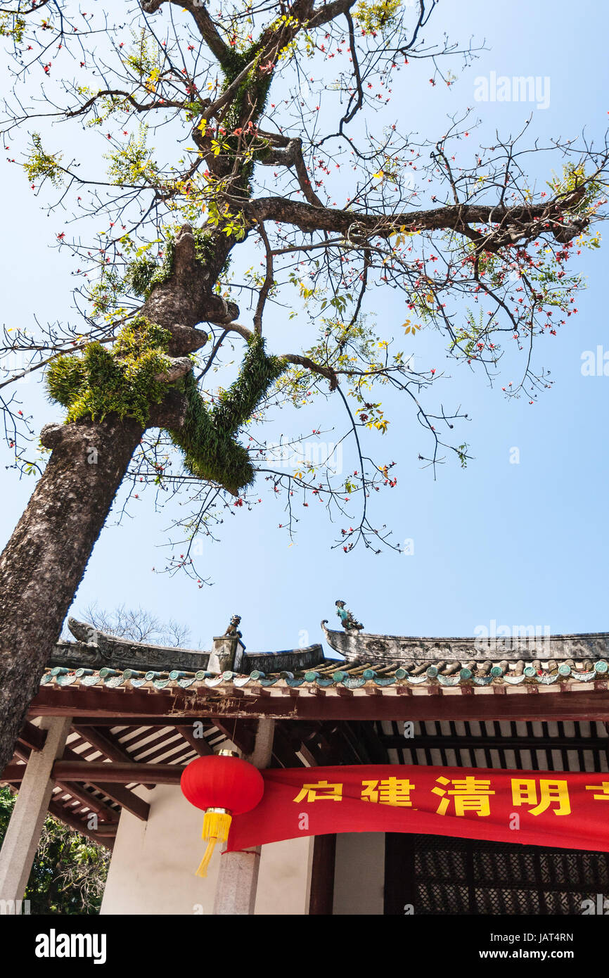 GUANGZHOU, CHINA - APRIL 1, 2017: tree in court of Guangxiao Temple (Bright Obedience, Bright Filial Piety Temple). This is is one of the oldest Buddh Stock Photo