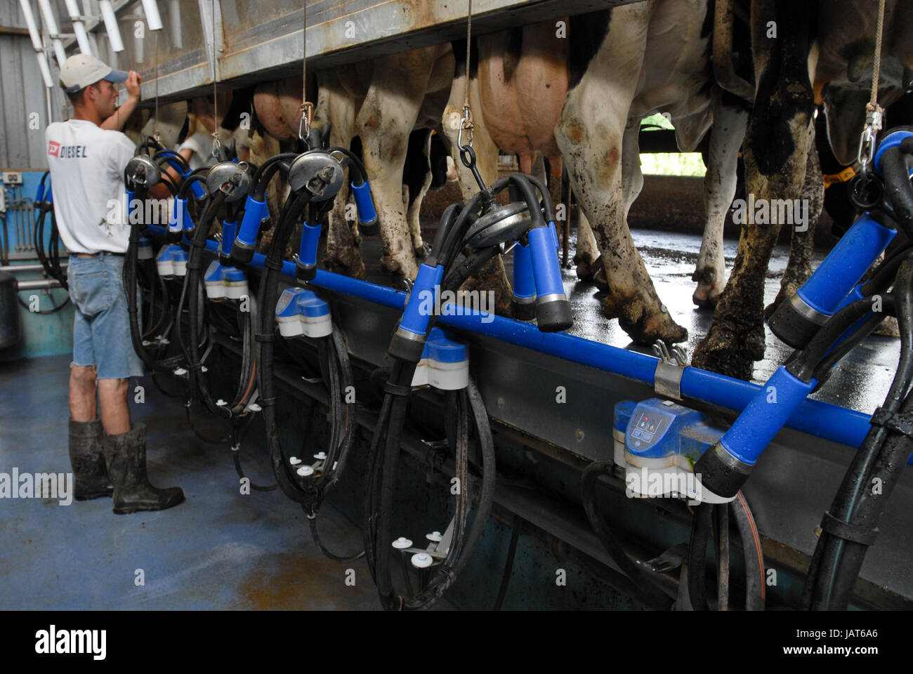 HOLLAND NETHERLAND milk cow farm, milking / Niederlande Milchviehbetrieb, Melkstand Stock Photo