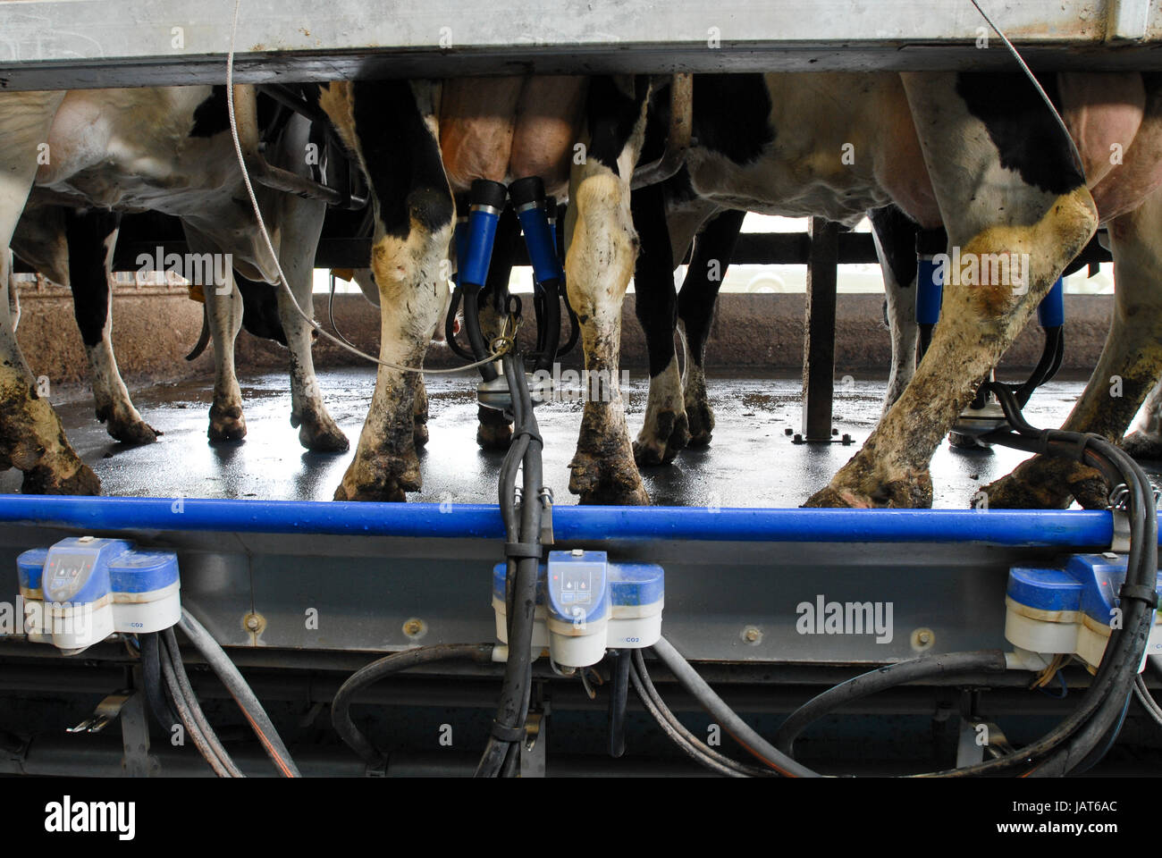 HOLLAND NETHERLAND milk cow farm, milking / Niederlande Milchviehbetrieb, Melkstand Stock Photo