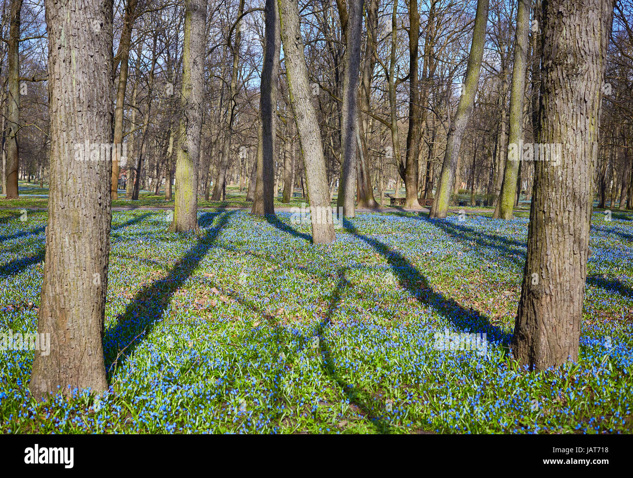 Blue tree trees wild hi-res stock photography and images - Alamy