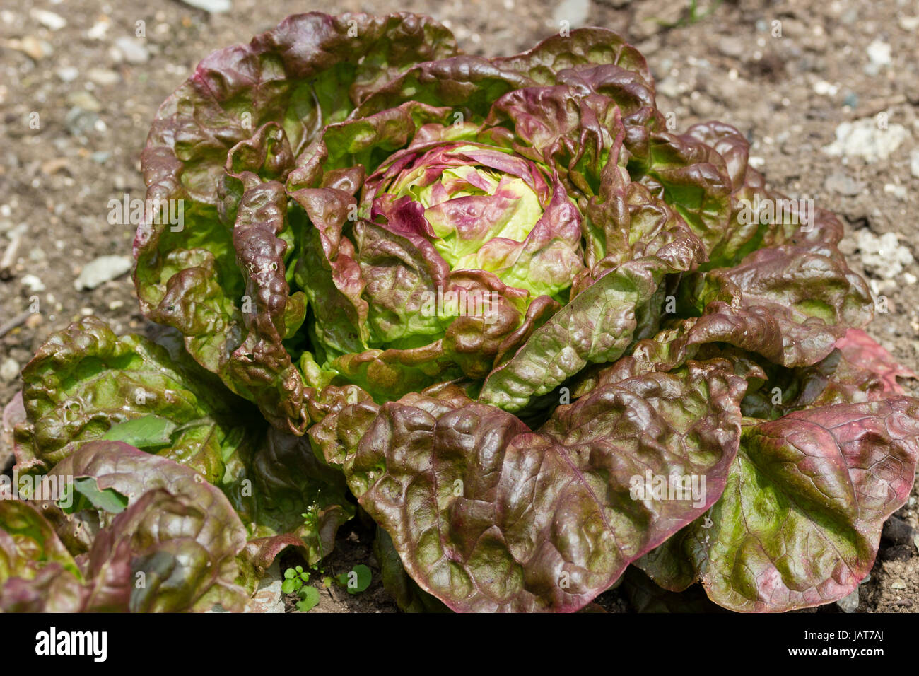 Bronzed leaves of the heirloom French butterhead lettuce variety ...