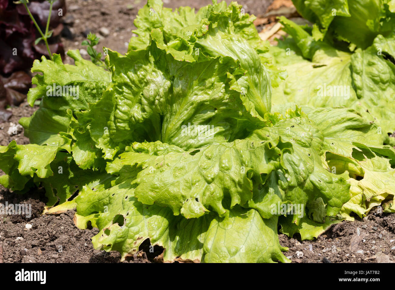 Green leaves of the popular crisphead, iceberg type lettuce, 'Webb's Wonderful' Stock Photo