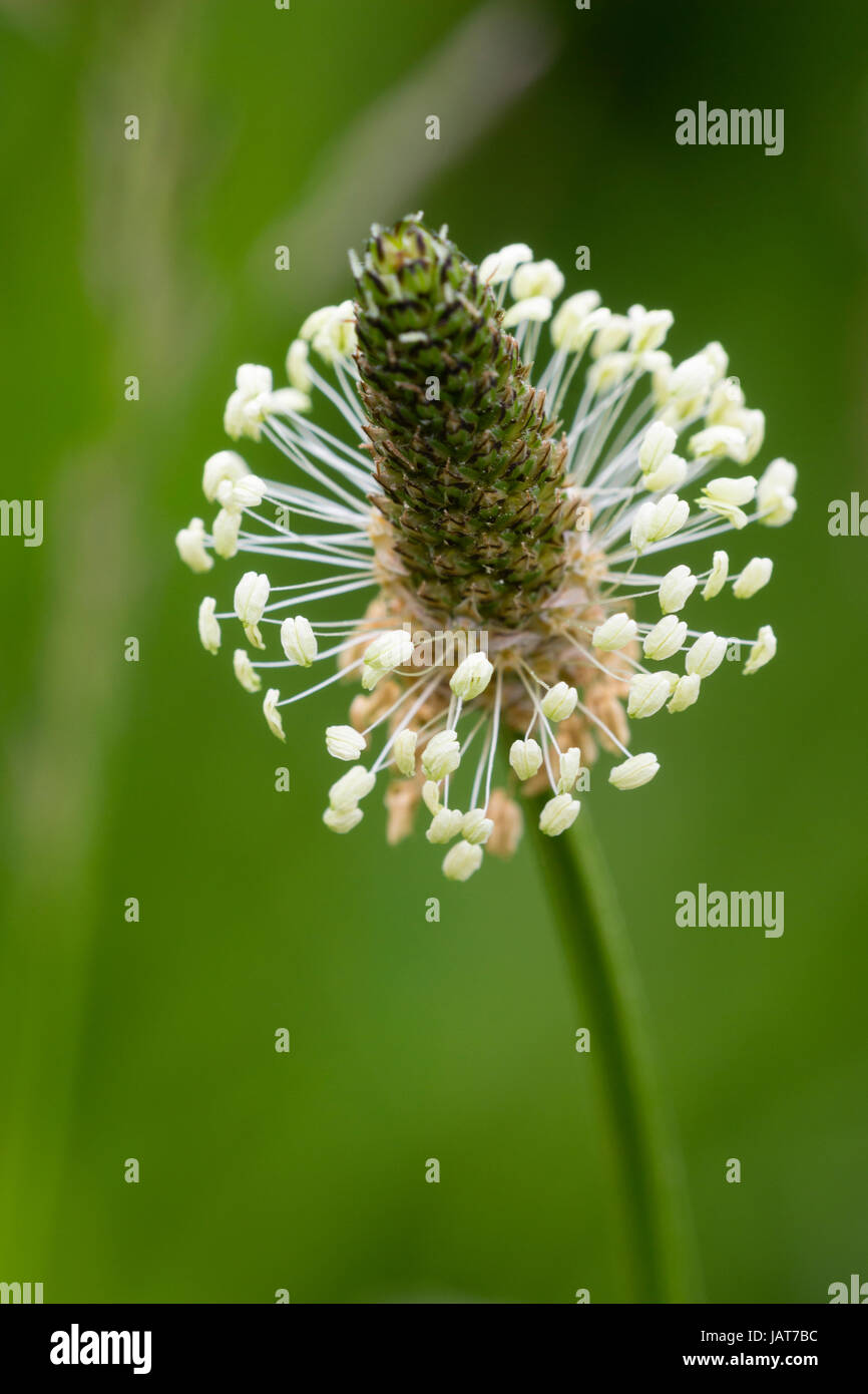 Prominent white anthers surround the flower head of the UK wildflower and garden weed, Plantago lanceolata Stock Photo