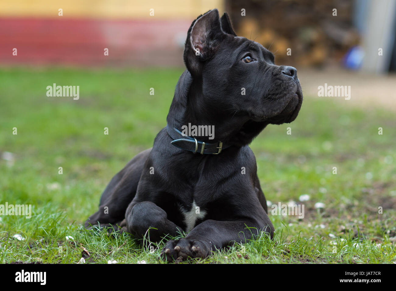 Gray Cane Corso Puppy Images – Browse 1,573 Stock Photos, Vectors, and  Video