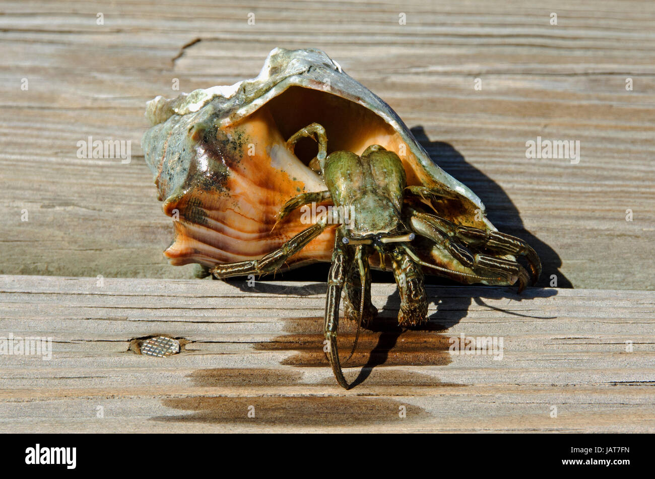 Seashell carried by hermit crab hi-res stock photography and images - Alamy