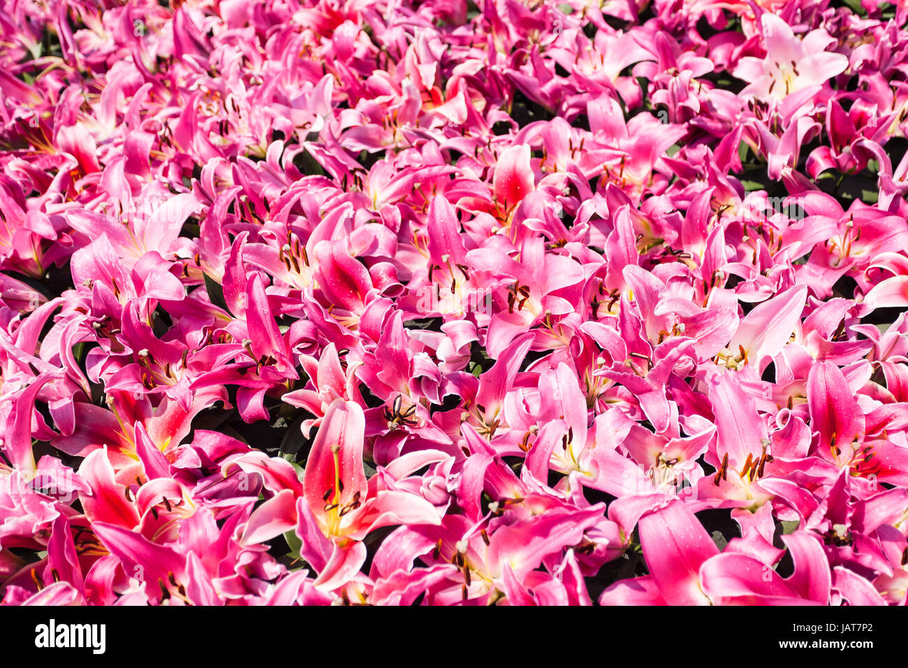 travel to China - many pink lily flowers on flowerbed near Guangxiao Temple (Bright Obedience, Bright Filial Piety Temple) in Guangzhou city spring se Stock Photo