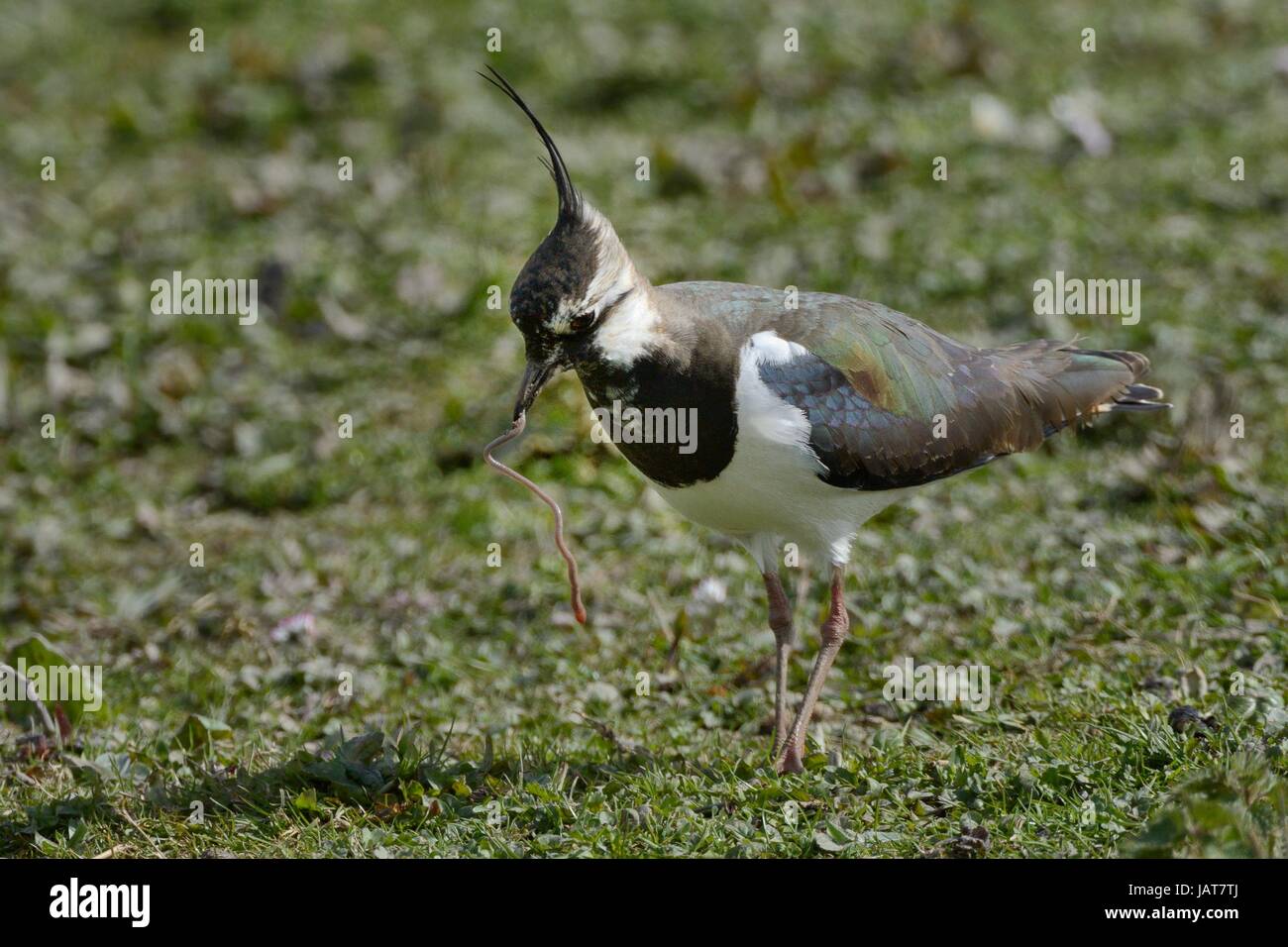 Lapwing (Vanellus vanellus) with an Earthworm (Lumbricus terrestris) it has caught on the grassy margins of a lake, Gloucestershire, UK, April. Stock Photo