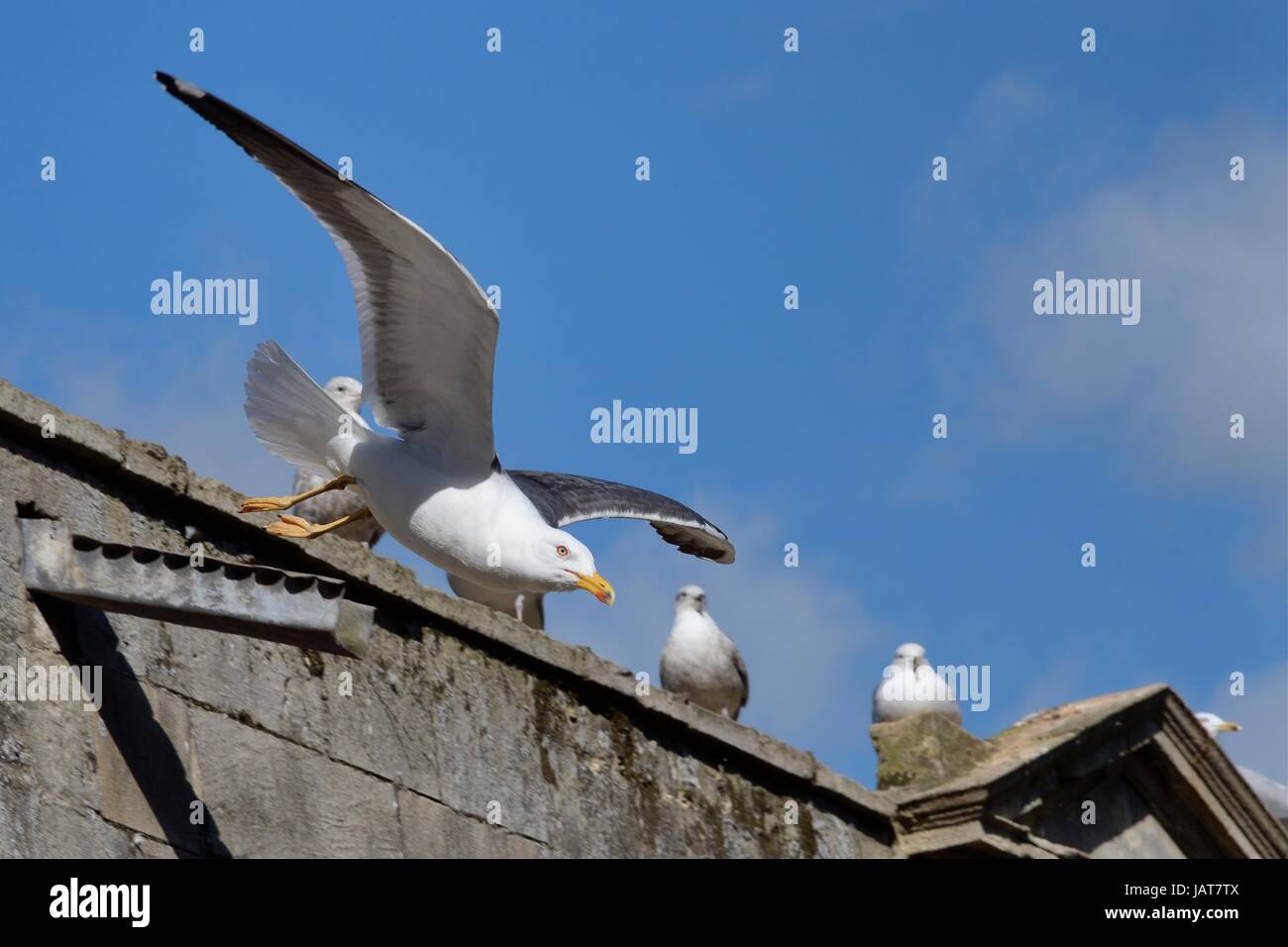 Lesser black-backed gull (Larus fuscus) taking off from Pulteney Bridge, Bath, UK, March. Stock Photo