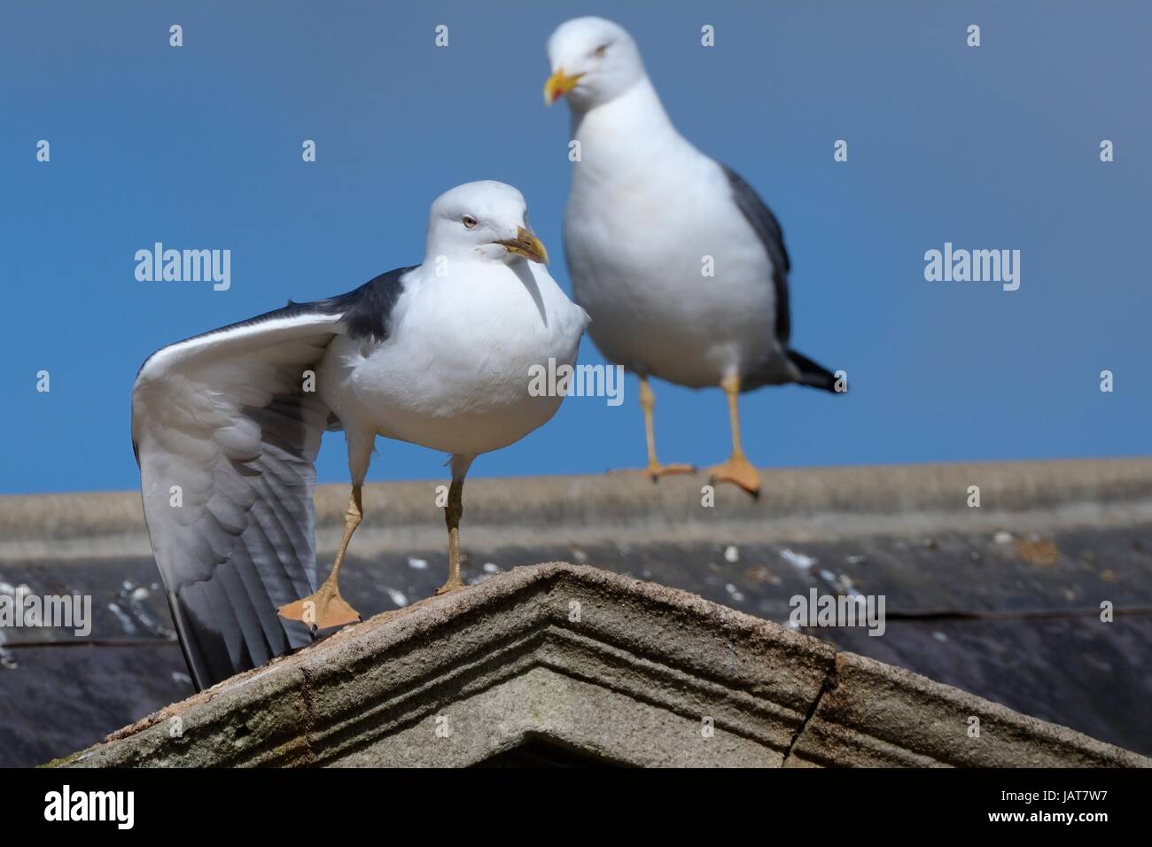 Two Lesser black-backed gulls (Larus fuscus) perched on Pulteney Bridge, Bath, UK, March. Stock Photo