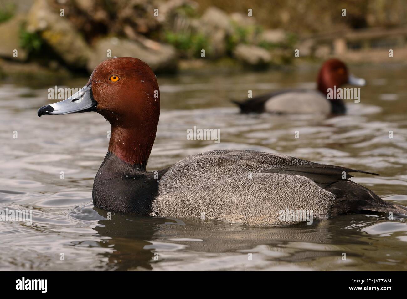 Redhead Drake Redhead drake (Aythya americana) swimming Stock Photo - Alamy