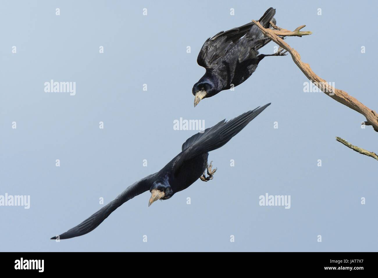 Rook (Corvus frugilegus) pair taking off from a dead branch near their tree top nest site, Cornwall, UK, April. Stock Photo