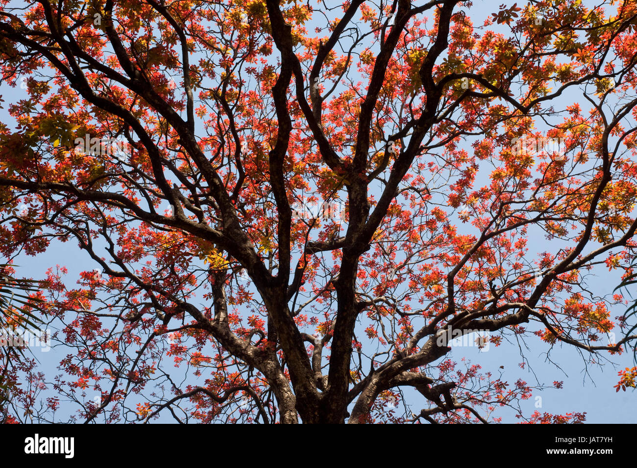 New leaves on the tree in spring at Ramna Park in Dhaka. Bangladesh Stock Photo - Alamy New leaves on the tree in spring at Ramna Park in Dhaka. Bangladesh Stock Photo - Alamy