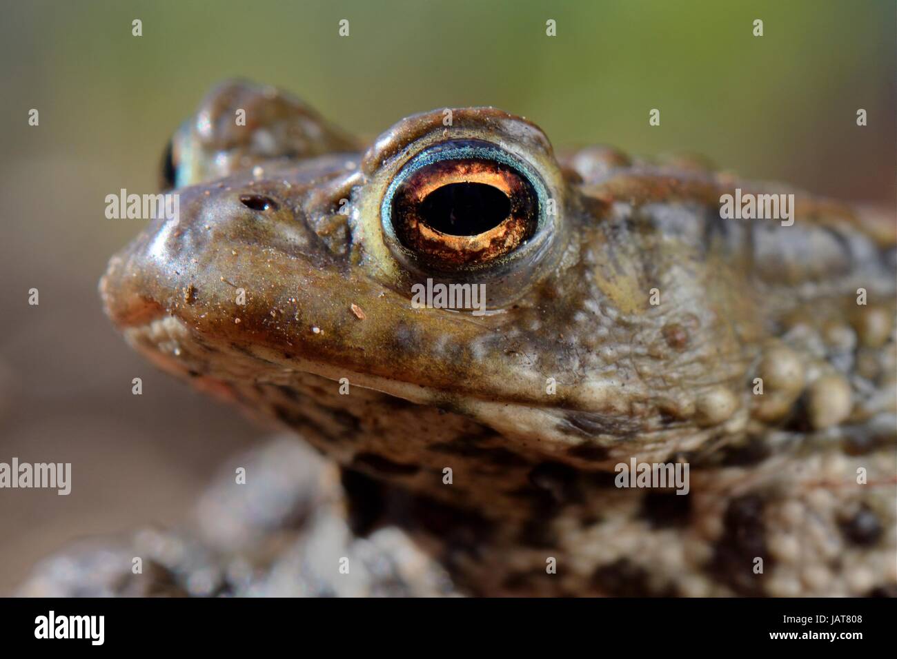 Head portrait of Common toad (Bufo bufo) in a garden flowerbed, Wiltshire, UK, March. Stock Photo
