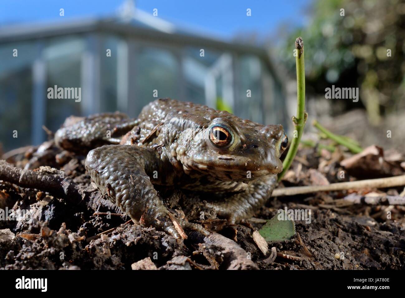 Common toad (Bufo bufo) on the move in a garden flowerbed next to a conservatory, Wiltshire, UK, March. Stock Photo
