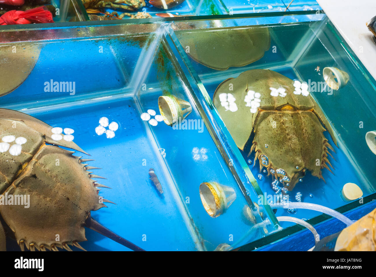 Travel to China horseshoe crab (xiphosura) in aquarium on Huangsha Aquatic Product Trading