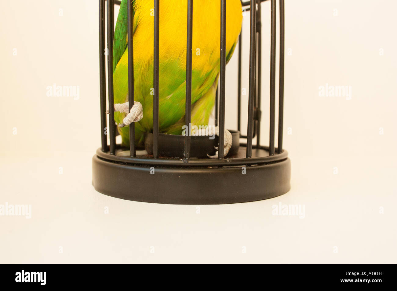 The concept of prison. Deprivation of liberty. Restriction of space. Bird in a cage. On a white background. Photo for your design Stock Photo