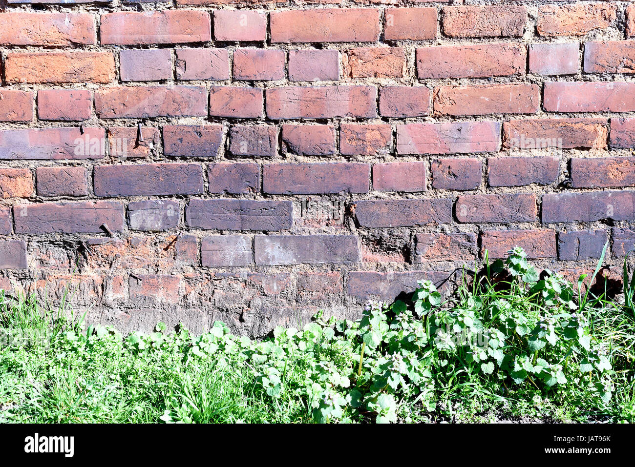 Old crumbling brick wall with a row of weeds and grass growing at the ...