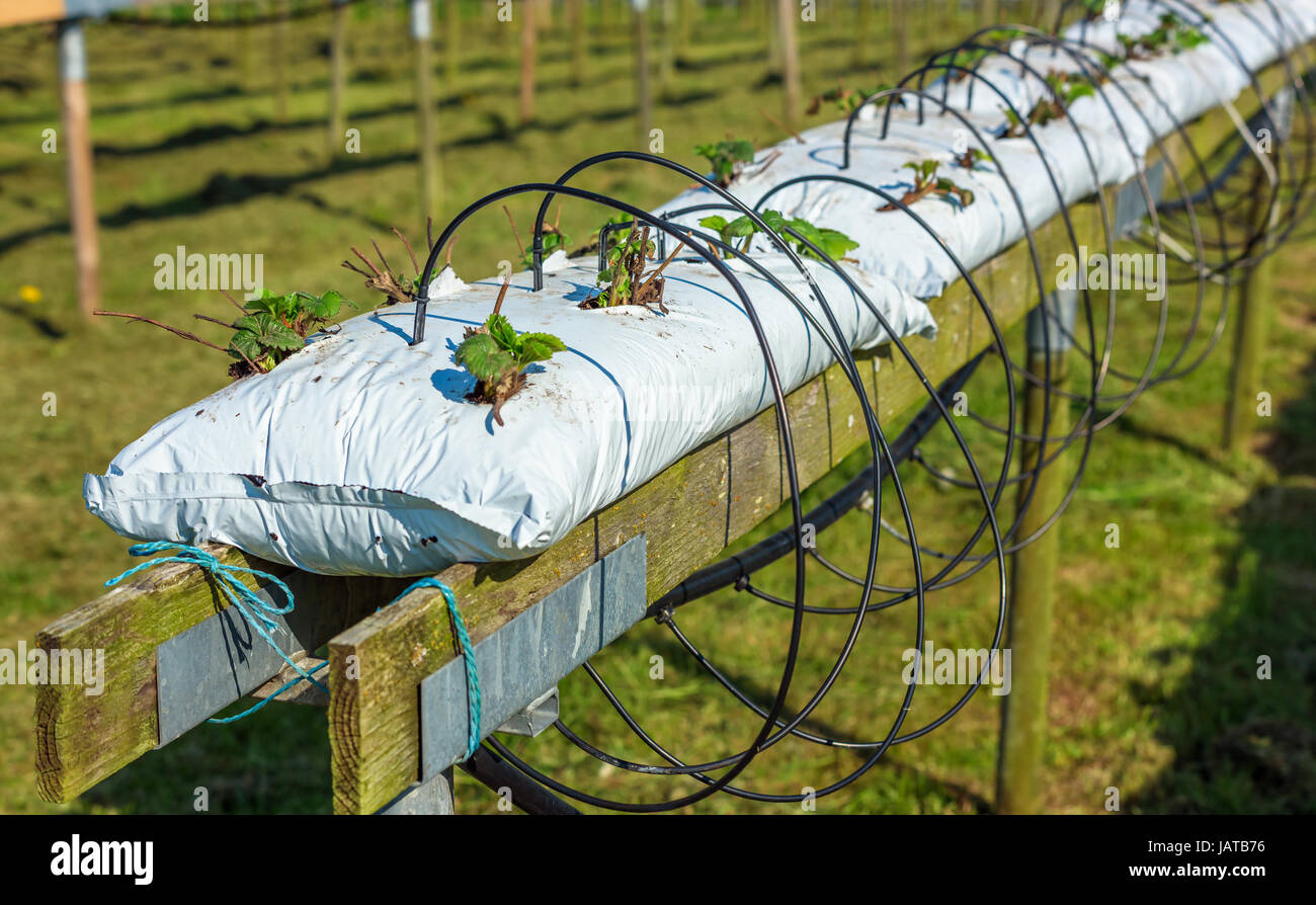 Fully automated watering system provide water and nourishment for these strawberry plants, planted in soil filled plastic bags on elevated wooden rail Stock Photo