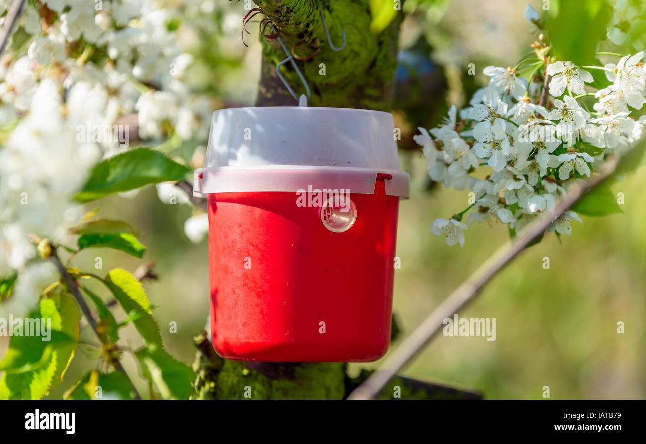 Red and white pheromone trap to lure insects. Here on a cherry tree in bloom. Stock Photo