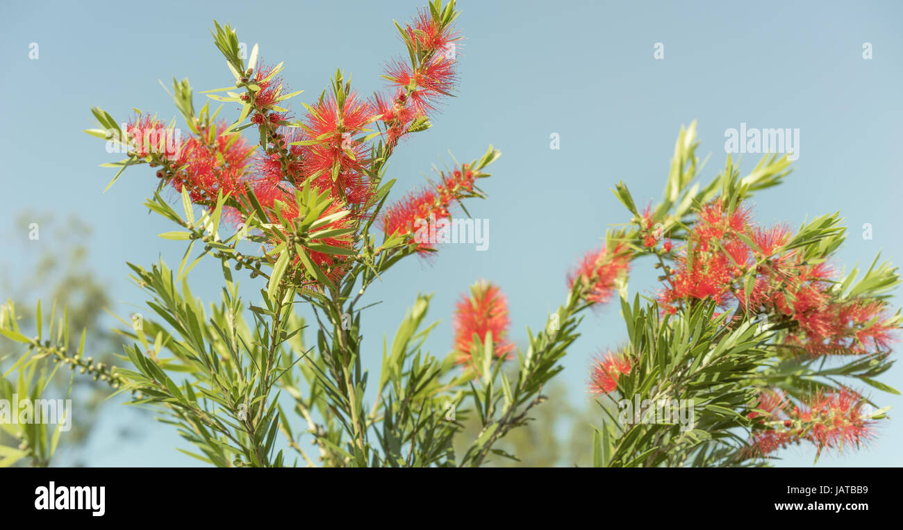 Red flowers and green foliage of Callistemon Bottlebrush, a native wildflower of Australia, against clear blue sky Stock Photo