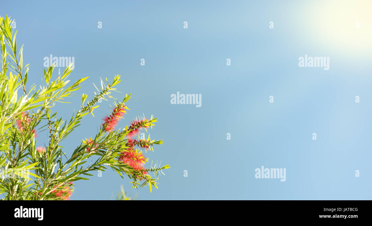 Sunlight on Australian callistemon blossoms condolence funeral background with clear blue sky, red flowers and green leaves Stock Photo