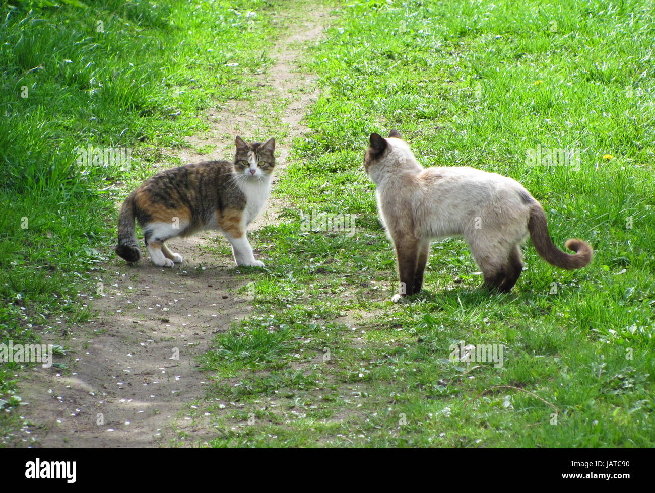 cats meeting