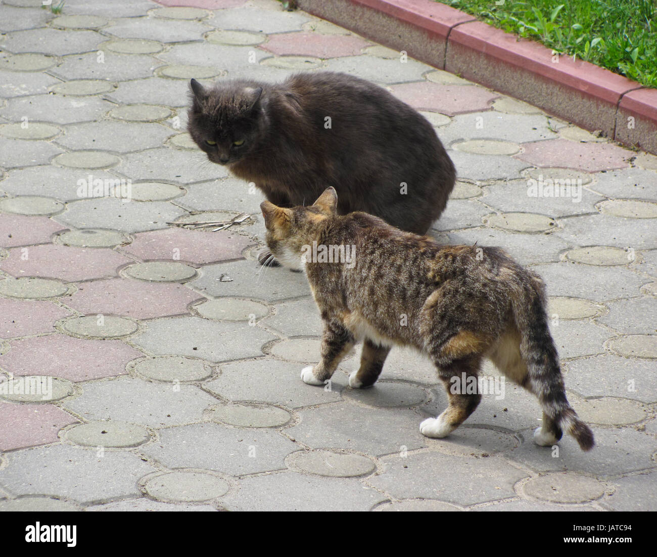 Two cats meeting Stock Photo Alamy