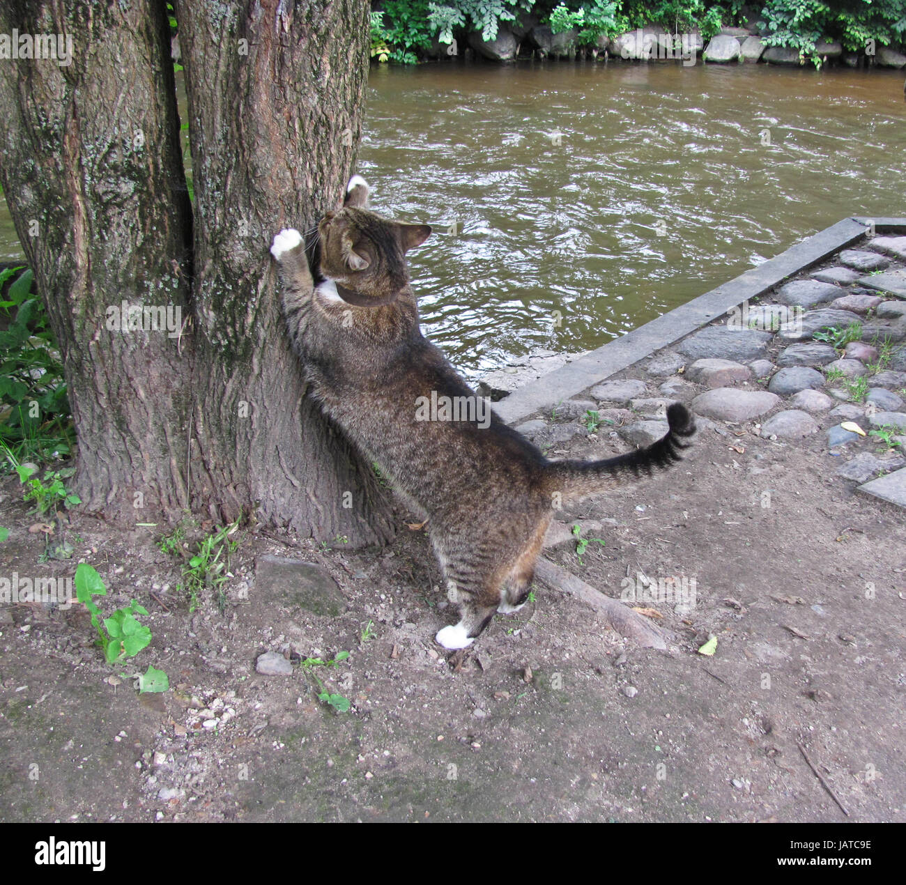Sharpen claws cat hires stock photography and images Alamy