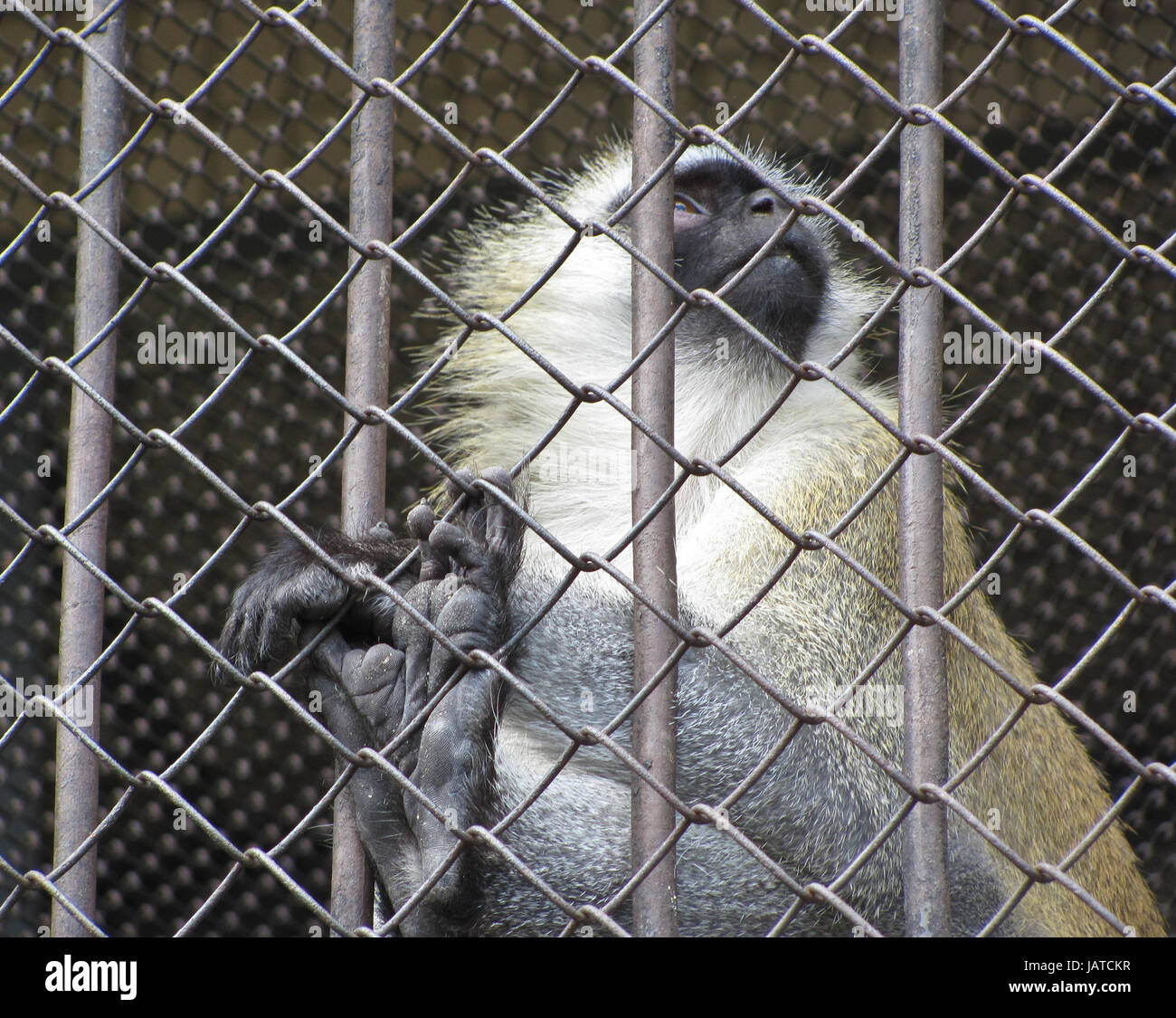 The monkey is behind bars Stock Photo
