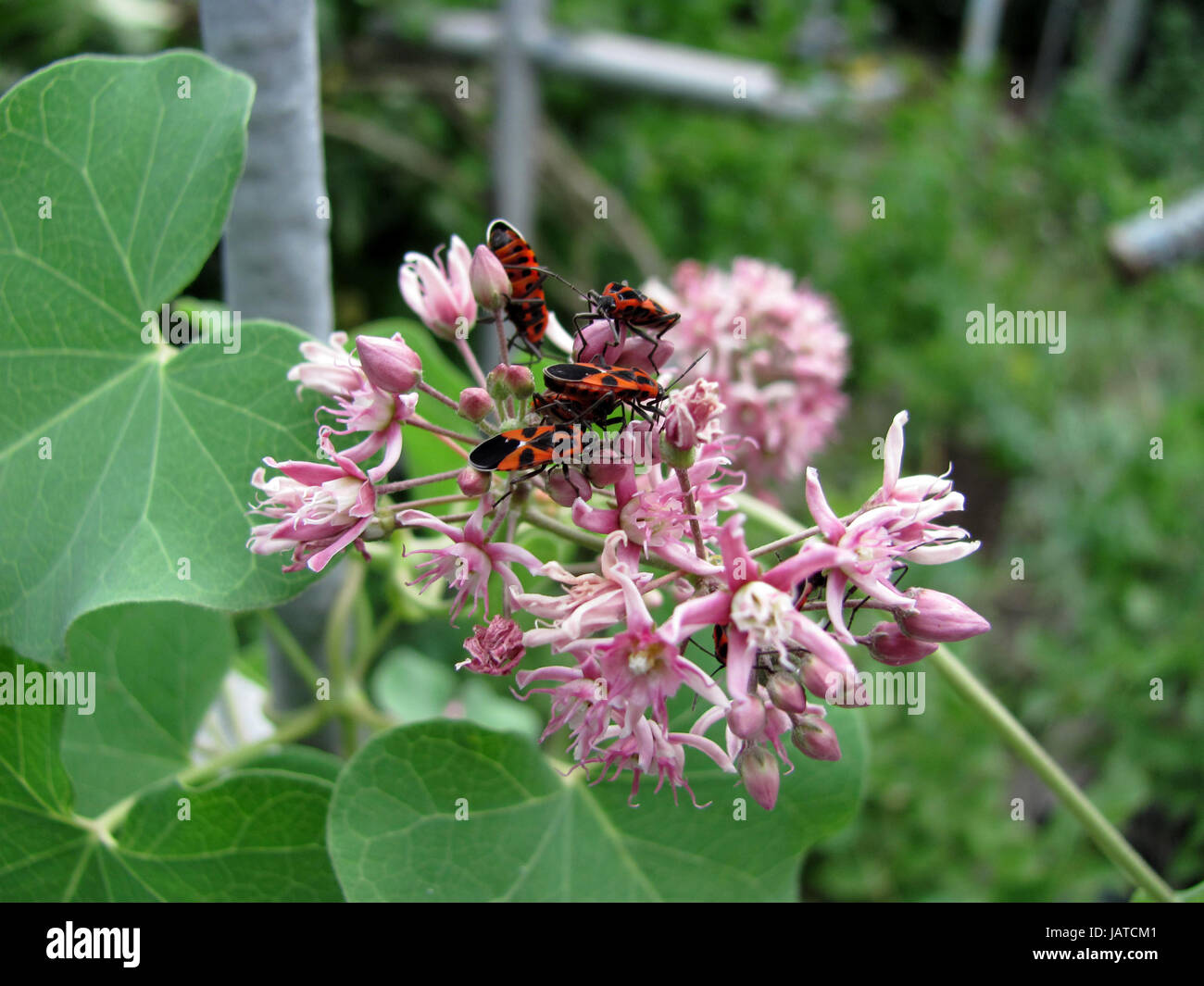 The firebug, Pyrrhocoris apterus on flower Stock Photo