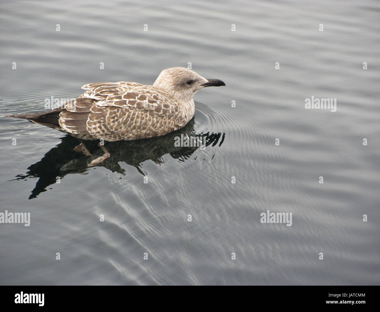 The duck swims on the water Stock Photo